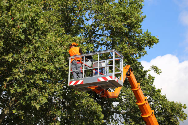 Best Tree Branch Trimming  in Larch Y, WA